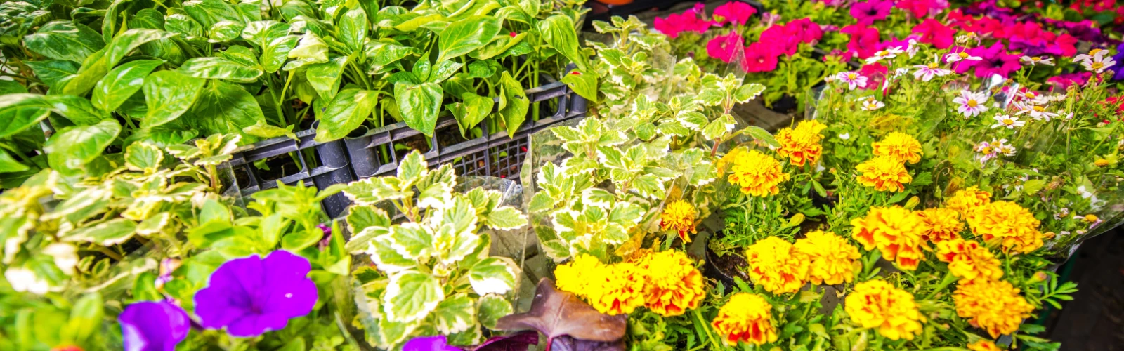 Seasonal Flower Shows Brightening Mumbai’s Gardens
