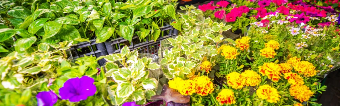 Seasonal Flower Shows Brightening Mumbai’s Gardens