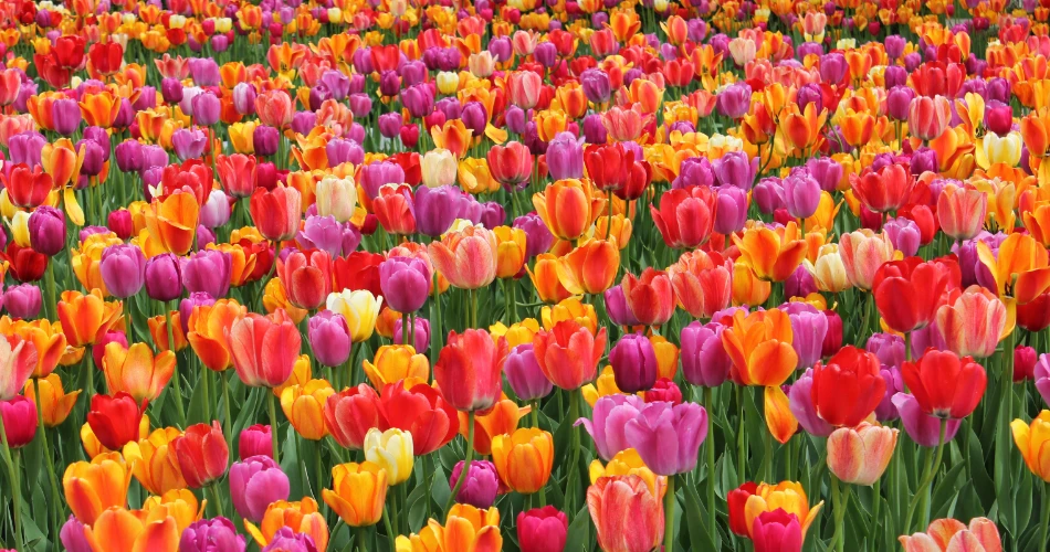 Seasonal Flower Shows Brightening Mumbai’s Gardens