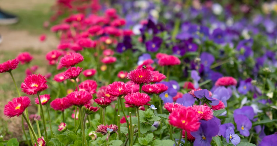 Seasonal Flower Shows Brightening Mumbai’s Gardens